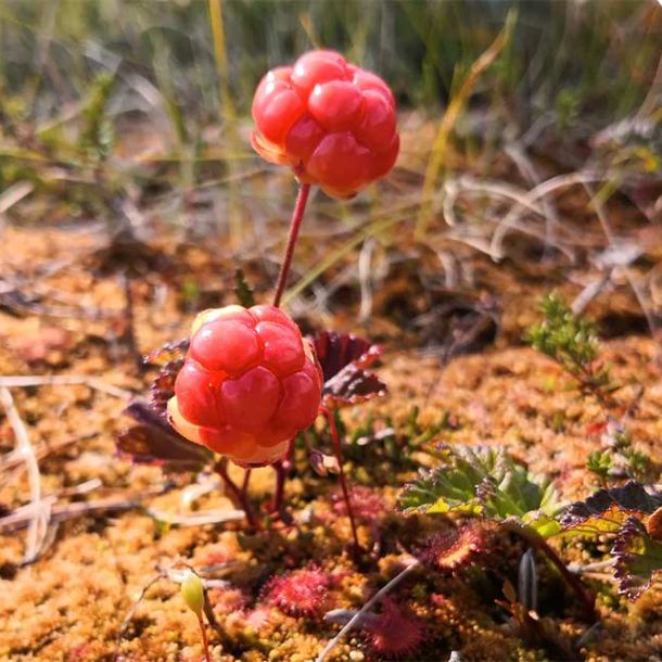 Berry picking tour into the forest and camp fire