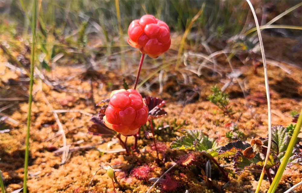 Berry picking tour into the forest and camp fire