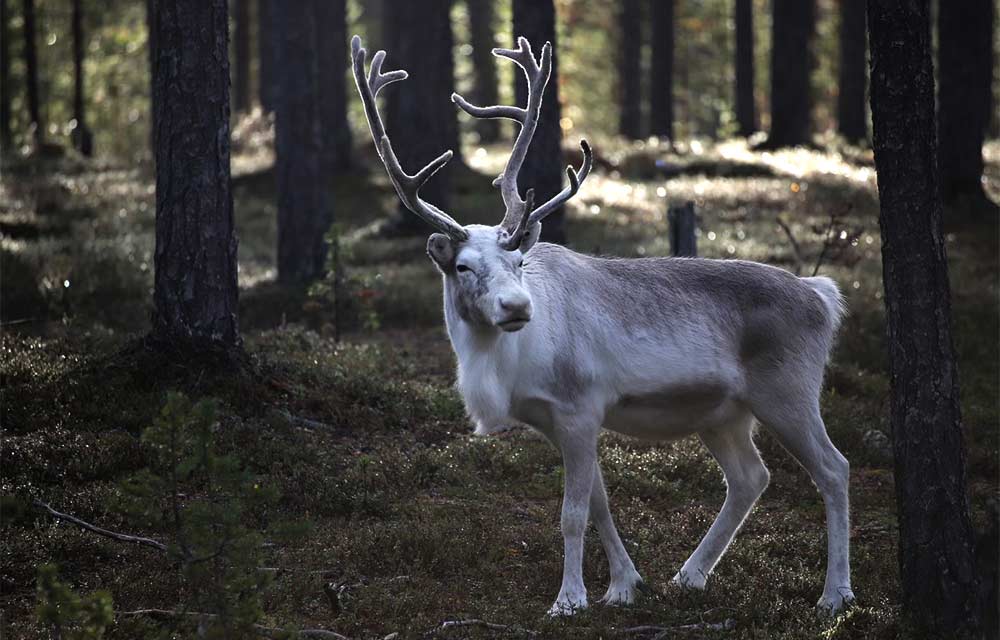 Moment with reindeer - Ivalotrek